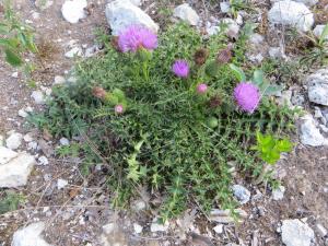 Marie-France Petibon, le  9 août 2014 (Lalbenque (Nouel))