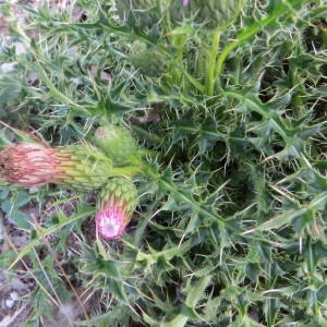 Photographie n°264001 du taxon Cirsium acaulon (L.) Scop. [1769]