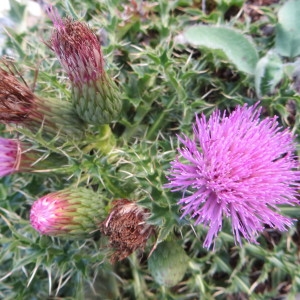 Photographie n°264002 du taxon Cirsium acaulon (L.) Scop. [1769]