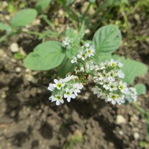 Photographie n°264005 du taxon Heliotropium europaeum L. [1753]