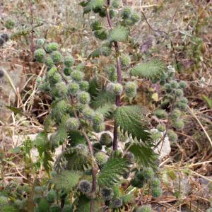 Photographie n°264035 du taxon Urtica pilulifera L. [1753]