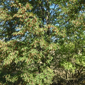 Photographie n°264102 du taxon Ostrya carpinifolia Scop.
