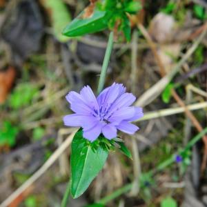 Photographie n°264113 du taxon Cichorium intybus L. [1753]