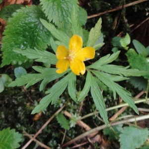 Photographie n°264134 du taxon Anemone ranunculoides L. [1753]