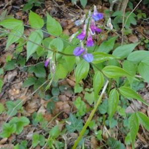 Photographie n°264210 du taxon Lathyrus vernus (L.) Bernh. [1800]