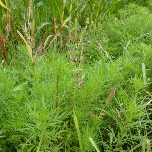 Photographie n°264223 du taxon Artemisia biennis Willd. [1794]