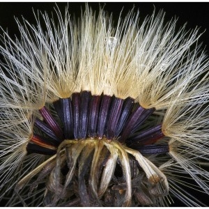 Photographie n°264261 du taxon Hieracium umbellatum L. [1753]