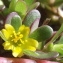  Jean-Claude Echardour - Portulaca oleracea L. [1753]