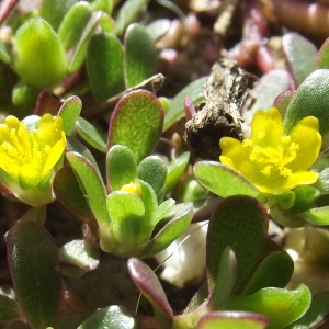 Portulaca officinarum Crantz (Porcelane)