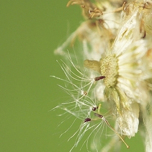 Photographie n°264323 du taxon Laphangium luteoalbum (L.) Tzvelev [1993]