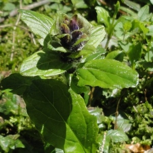 Photographie n°264336 du taxon Ajuga reptans L. [1753]