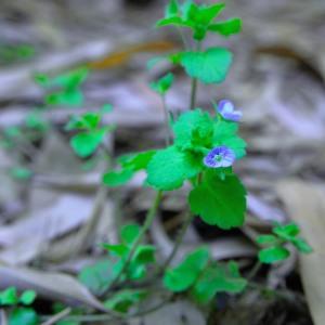 Photographie n°264428 du taxon Veronica filiformis Sm. [1791]