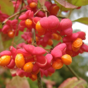 Photographie n°264431 du taxon Euonymus europaeus L. [1753]