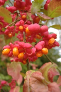 Diane CORBIN, le 23 septembre 2007 (Chambéon)