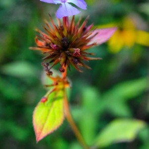 Photographie n°264456 du taxon Ceratostigma plumbaginoides Bunge [1833]