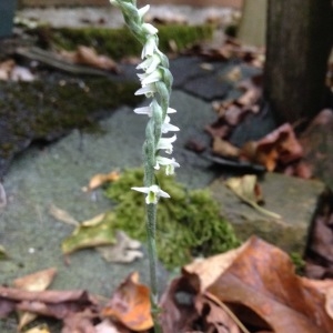 Photographie n°264481 du taxon Spiranthes spiralis (L.) Chevall. [1827]