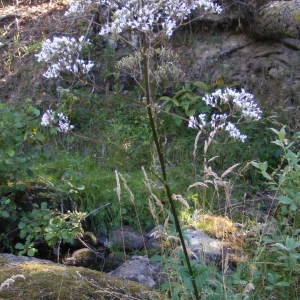 Photographie n°264509 du taxon Valeriana officinalis f. repens (Host) B.Bock