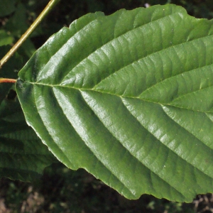  - Alnus glutinosa (L.) Gaertn.