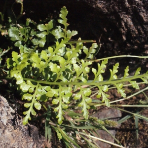 Photographie n°264515 du taxon Asplenium adiantum-nigrum var. silesiacum (Milde) Milde [1867]