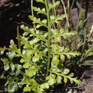 Photographie n°264516 du taxon Asplenium adiantum-nigrum var. silesiacum (Milde) Milde [1867]