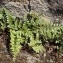  Liliane Roubaudi - Asplenium adiantum-nigrum var. silesiacum (Milde) Milde [1867]