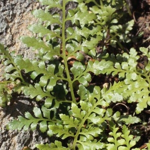 Photographie n°264518 du taxon Asplenium adiantum-nigrum var. silesiacum (Milde) Milde [1867]