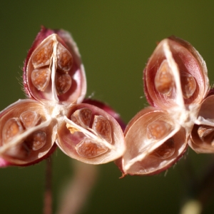 Fumana arabica (L.) Spach (Fumana d'Arabie)