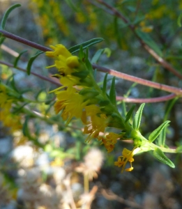 Ruddy Benezet, le  6 septembre 2014 (Mandagout (Mandagout))