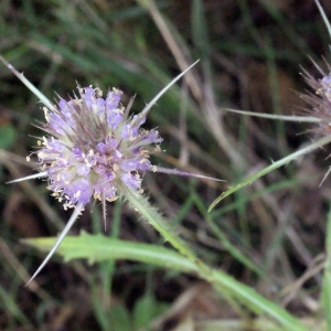 Photographie n°264580 du taxon Dipsacus pilosus L. [1753]