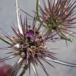 Photographie n°264586 du taxon Dipsacus pilosus L. [1753]