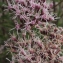  Liliane Roubaudi - Eupatorium cannabinum L.