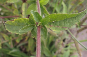 Liliane Roubaudi, le  5 septembre 2014 (Onet-le-Château)