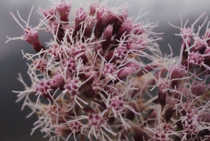 Liliane Roubaudi, le  5 septembre 2014 (Onet-le-Château)