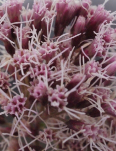 Liliane Roubaudi, le  5 septembre 2014 (Onet-le-Château)