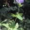  Liliane Roubaudi - Geranium nodosum L.