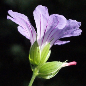 Photographie n°264600 du taxon Geranium nodosum L.