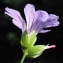  Liliane Roubaudi - Geranium nodosum L.