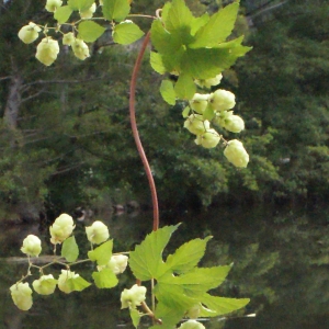 Photographie n°264619 du taxon Humulus lupulus L.