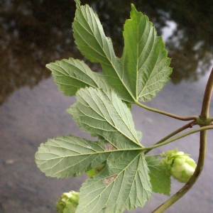 Photographie n°264624 du taxon Humulus lupulus L.