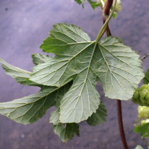  - Humulus lupulus L.