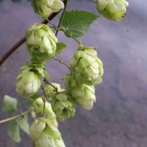 Photographie n°264626 du taxon Humulus lupulus L.