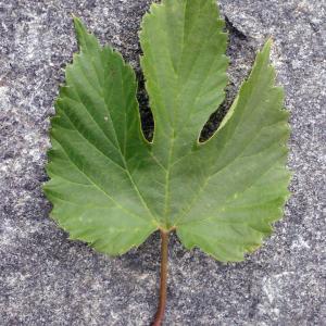 Photographie n°264628 du taxon Humulus lupulus L.