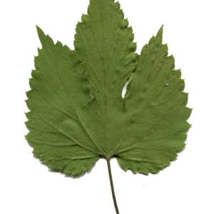  - Humulus lupulus L.