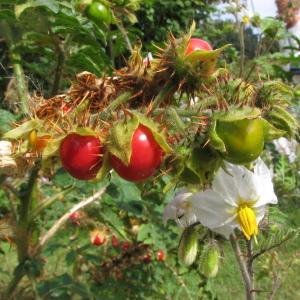 Photographie n°264699 du taxon Solanum sisymbriifolium Lam. [1794]