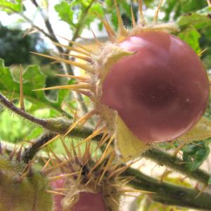 Photographie n°264706 du taxon Solanum sisymbriifolium Lam. [1794]