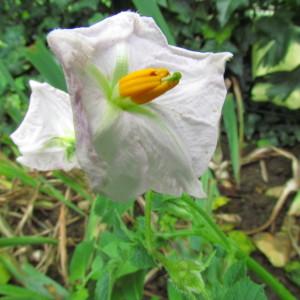 Photographie n°264708 du taxon Solanum tuberosum L. [1753]