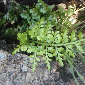 Photographie n°264711 du taxon Asplenium adiantum-nigrum var. silesiacum (Milde) Milde [1867]