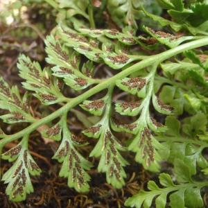 Photographie n°264713 du taxon Asplenium adiantum-nigrum var. silesiacum (Milde) Milde [1867]