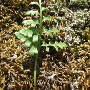 Photographie n°264714 du taxon Asplenium adiantum-nigrum var. silesiacum (Milde) Milde [1867]