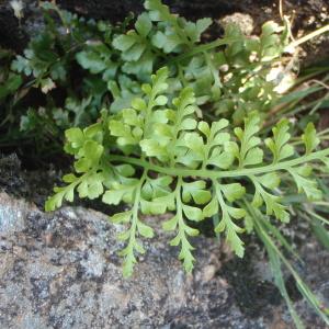 Photographie n°264716 du taxon Asplenium adiantum-nigrum var. silesiacum (Milde) Milde [1867]